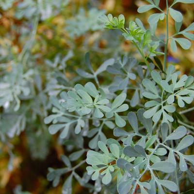 【８】ヘンルーダー　ー大逆転のアマゾン浄化ハーブー