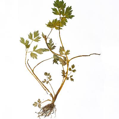 Функции болот