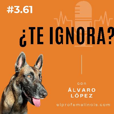 3.61 ¿Por qué tu perro te ignora en la calle? Aprende a solucionarlo