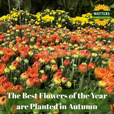 🌺 The Best Flowers of the Year are Planted in Autumn