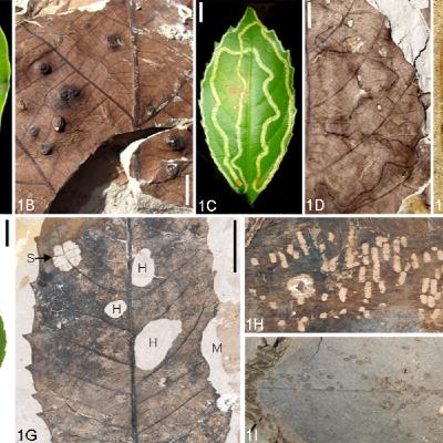 Ep. 564 - Leaf Fossils from a Hot House Climate Ep. 564 - Leaf Fossils from a Hot House Climate