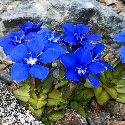 Growing alpines in British Columbia with Jay Akerley