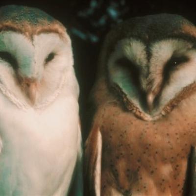 🌕 Full Moon in Gemini ♊️ Guided Meditation ✨ 🌕 Full Moon in Gemini ♊️ Guided Meditation ✨