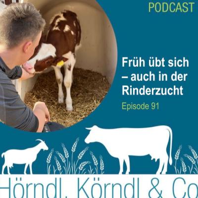 Episode 91: Früh übt sich - auch in der Rinderzucht