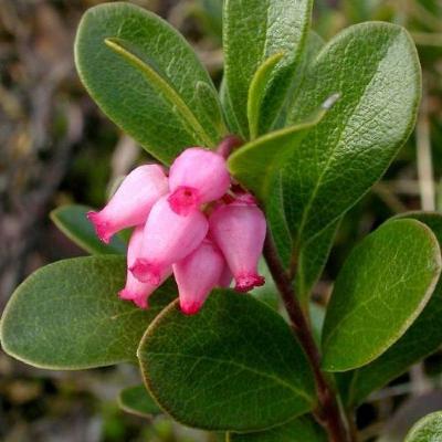 Kinnickinnick (Arctostaphylos uva-ursi)
