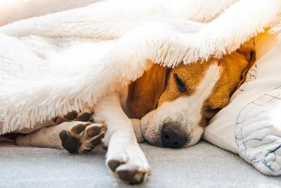 CBD Proving Effective for Osteoarthritis in Dogs