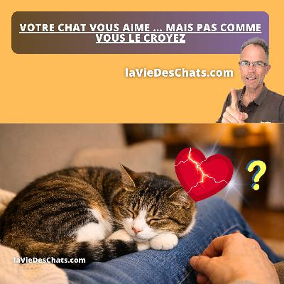 VOTRE CHAT VOUS AIME ... MAIS PAS COMME VOUS LE CROYEZ