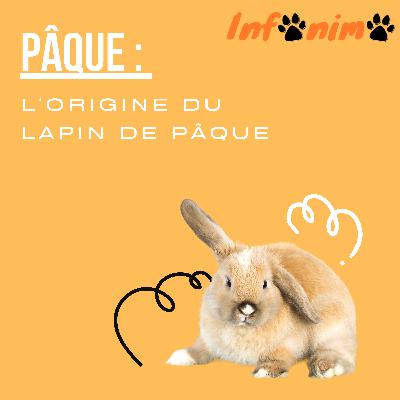 Pâque : D'où vient le lapin de Pâque ? By Infonimo
