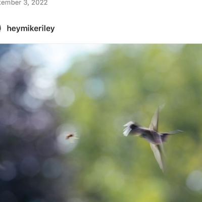 7: Master Baiter Mike Riley and the Legend of the Hummingbird