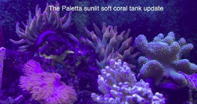 The trials and tribulations of the Paletta soft coral tank - over one year later