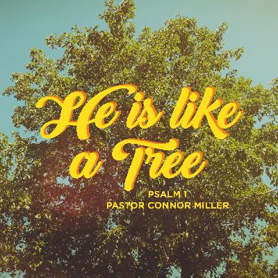 He Is Like a Tree