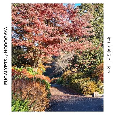 Behind Eucalypts of Hodogaya: A Landscape of Reconciliation