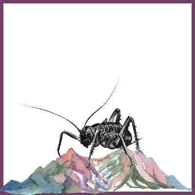 The Wonder Files {The Giant Weta} The Wonder Files {The Giant Weta}