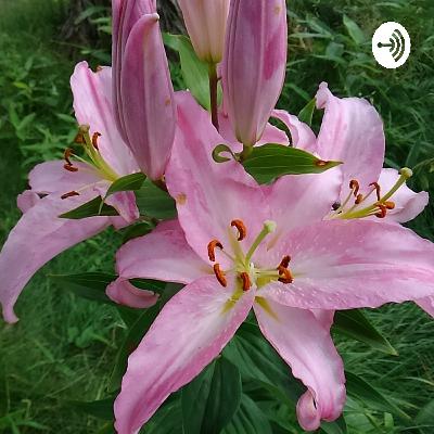 マタイによる福音書 第２章