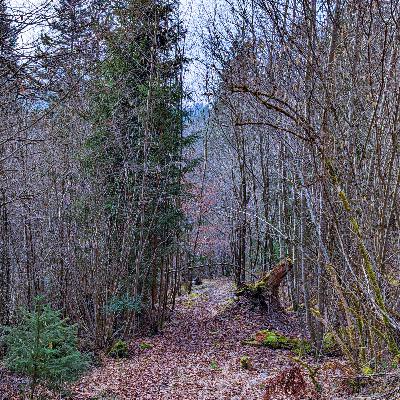 Entspannende Naturklänge 12.3.2022 / Relaxing ambient soundscape 3/12/2022
