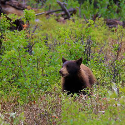 This Week in Yellowstone: September 18th to September 24th, 2025