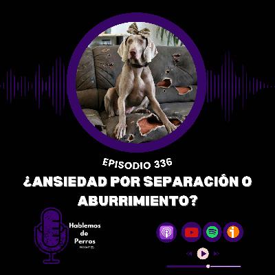 EP#336: Ansiedad por separación o aburrimiento