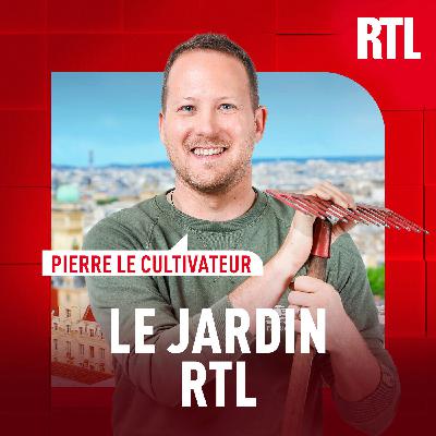 Jardinage : comment réussir la plantation de fraisiers