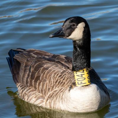 Episode 35 Studying Canada Geese Movements in France