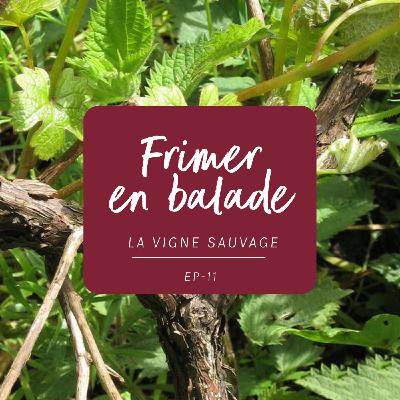 #11 - L’histoire de la Vigne Sauvage #11 - L’histoire de la Vigne Sauvage
