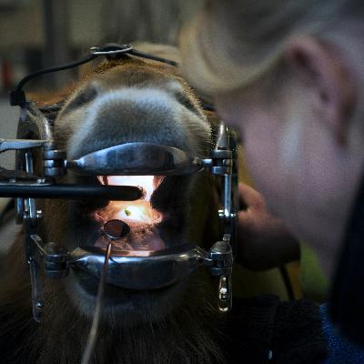 Den unga hästen | HÄSTENS TÄNDER Den unga hästen | HÄSTENS TÄNDER