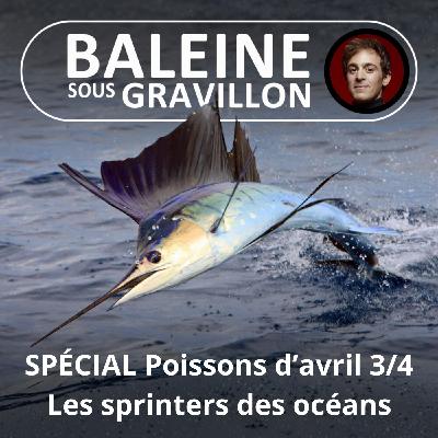 SPÉCIAL Poissons d'avril 3/4 : Les sprinters des océans (Bill François)