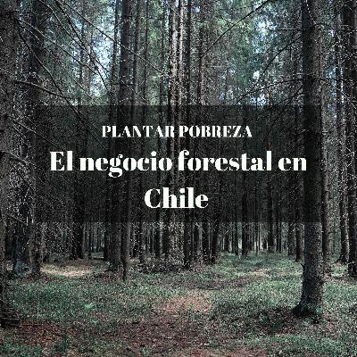 El negocio forestal en Chile. "Plantar pobreza"- junto a Amanda, Ing. Forestal especialista en Socioecología El negocio forestal en Chile. "Plantar pobreza"- junto a Amanda, Ing. Forestal especialista en Socioecología