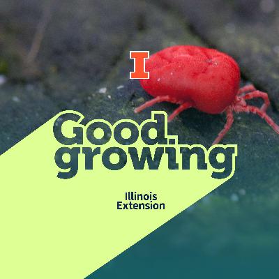 Gardenbite: Dispelling Myths and Telling the Itchy Truth About Chiggers | #GoodGrowing