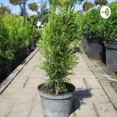 Туя Смарагд - описание, особенности, посадка и уход