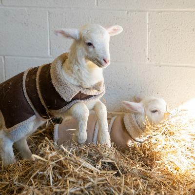 Episode 488: Slayeth Not the Baby Lamb! - Watchmen Radio - 4-5-25 Episode 488: Slayeth Not the Baby Lamb! - Watchmen Radio - 4-5-25