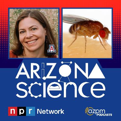 Why fruit flies are essential for biological research