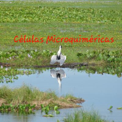 Células Microquiméricas: la presencia de lo ajeno en organismos animales, humanos y no humanos.