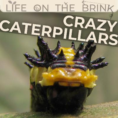 THE MYSTERY OF BUTTERFLY MIGRATION w/ insect conservationist & photographer Shawan Chowdhury
