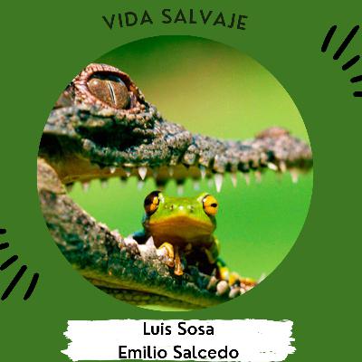 Vida salvaje Apex predator