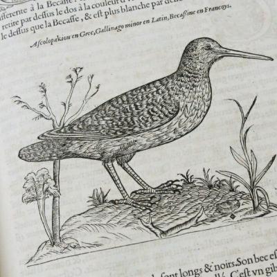 Representación de la naturaleza en el Renacimiento