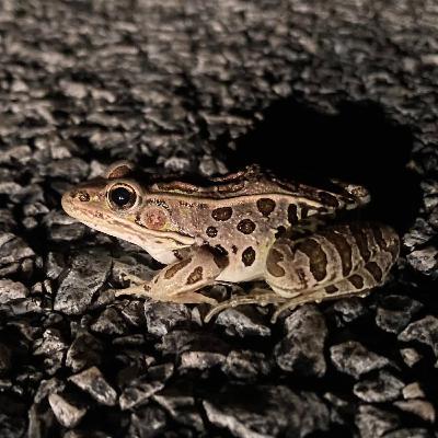 Ruby on the Hot Seat! Ruby on the Hot Seat!