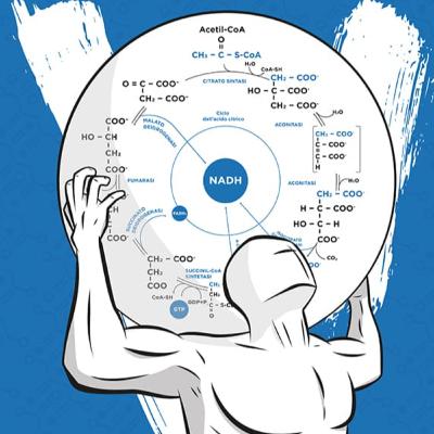 Post Glicolisi, il destino del Piruvato - Metabolismo EP.2 Post Glicolisi, il destino del Piruvato - Metabolismo EP.2