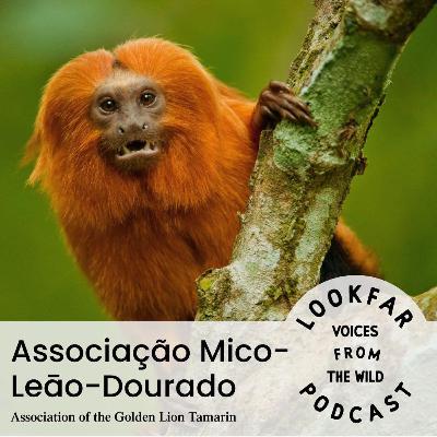 Saving the Golden Lion Tamarin Saving the Golden Lion Tamarin