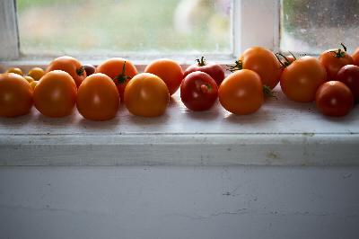 5 essential tasks to carry your garden through early fall