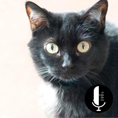 Intro del 6 de Octubre de 2020, "Cuidado con los gatos en octubre"