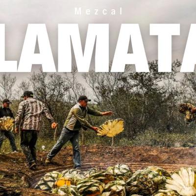 What Makes Craft Mezcal Special? ft. Mike Groener | Tea & Spirits