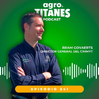 241 | CIMMYT BRAM