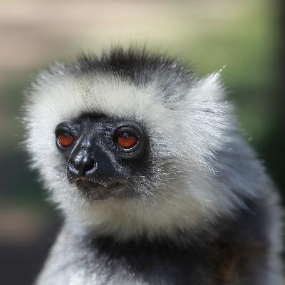 Tying conservation with education and health can protect Madagascar, says primatologist