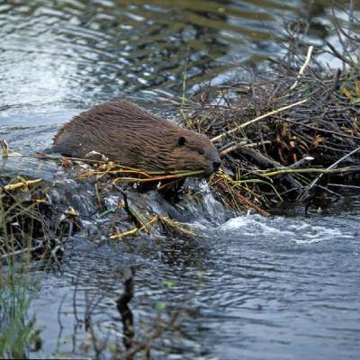 Des castors aidant la biodiversité, des algues pour les cochons et des maladies génétiques Des castors aidant la biodiversité, des algues pour les cochons et des maladies génétiques