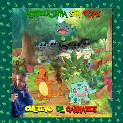 El Cultivo de la Cannabis Sativa El Cultivo de la Cannabis Sativa