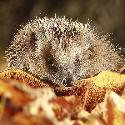Wie hilft man einem Igel?
