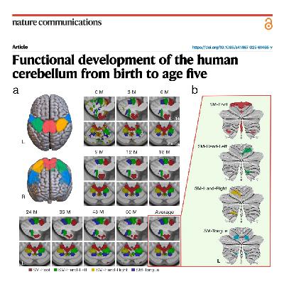 614-Development of the Human Cerebellum from Birth to Five
