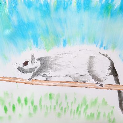 Cloud Rat