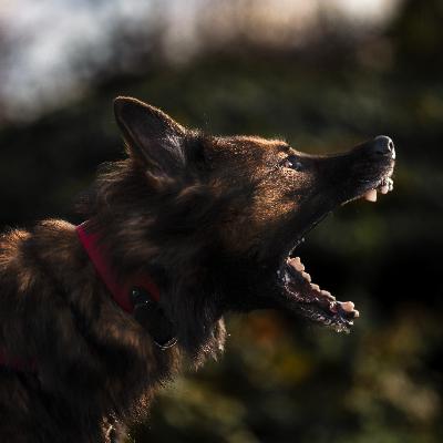 85. Six Causes of Reactivity Regression in Dogs