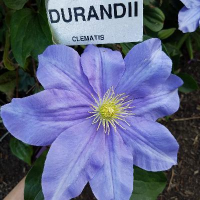 Who's in Bloom - Clematis